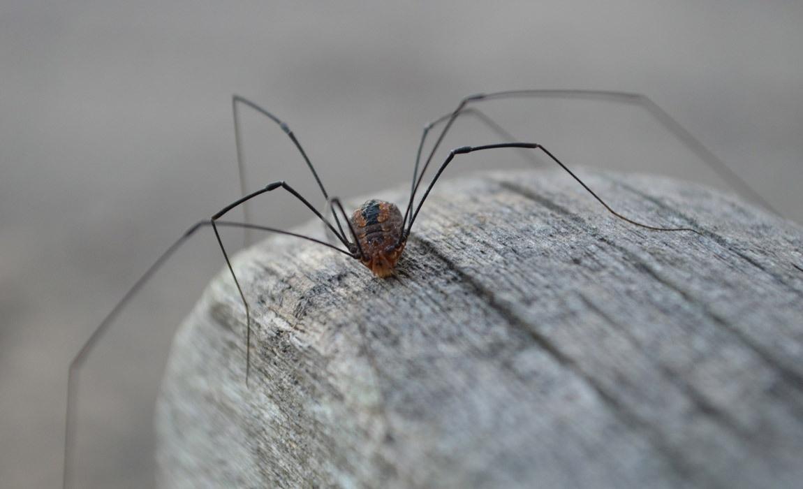 what are daddy long legs